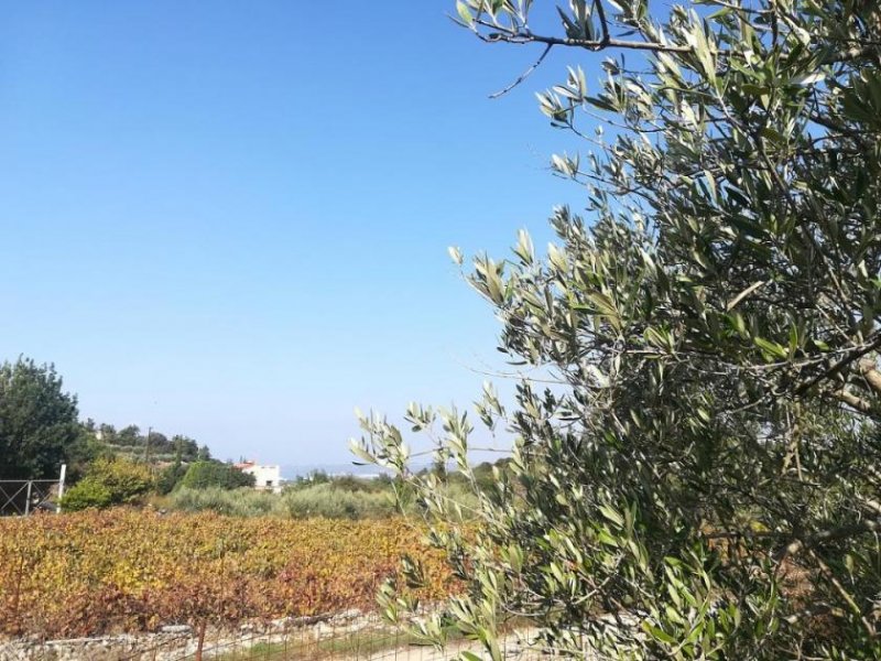 Aspro Olivenhain mit Meer- und Bergblick auf Kreta zum Verkauf Grundstück kaufen